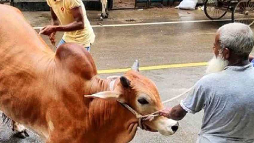 পশুর যেসব সমস্যা থাকলে কোরবানি শুদ্ধ হয় না